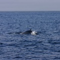 IMG_4135.jpg